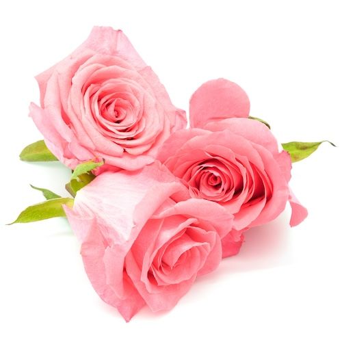 กุหลาบชมพู ความหมายของกุหลาบแต่ละสี.jpg