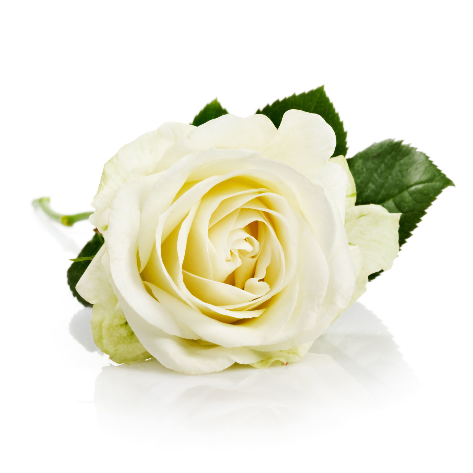 กุหลาบขาว ความหมายของกุหลาบแต่ละสี.jpg