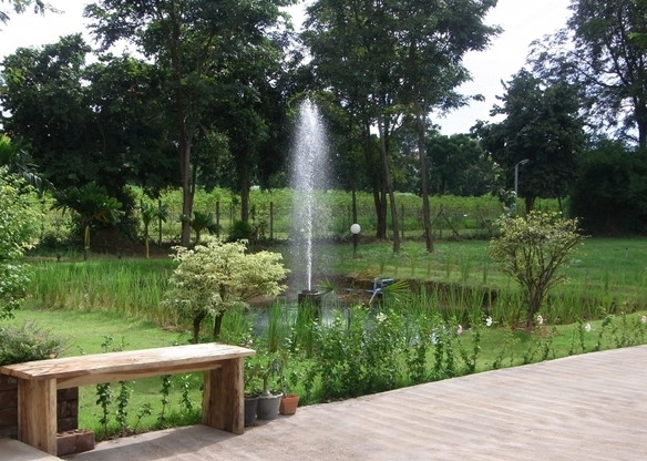 Mango Forest — photo 3