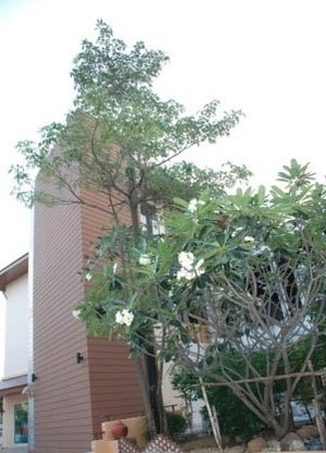 Condo · Chatuchak, bangkok — photo 1