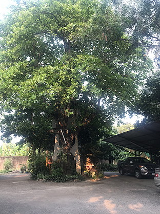 Condo · chiang_mai — photo 1