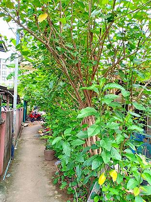 Condo · Mueang Nonthaburi — photo 5
