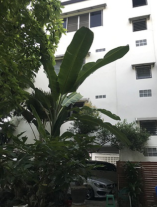 Condo · bangkok — photo 1