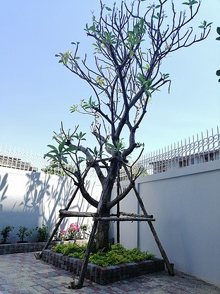 Condo · Mueang Nonthaburi — photo 5