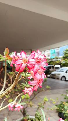 Condo · Min Buri, bangkok — photo 2