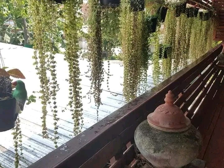 Condo · Mueang Chiang Mai, chiang_mai — photo 2