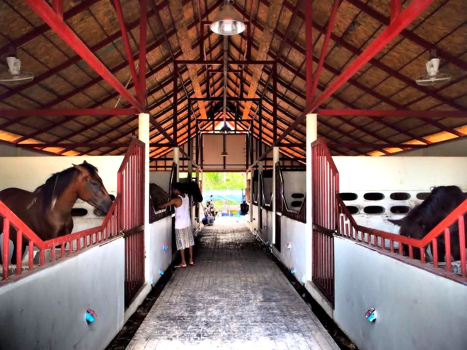 Pictures of Amphawa Horse Farm Resort 21/21