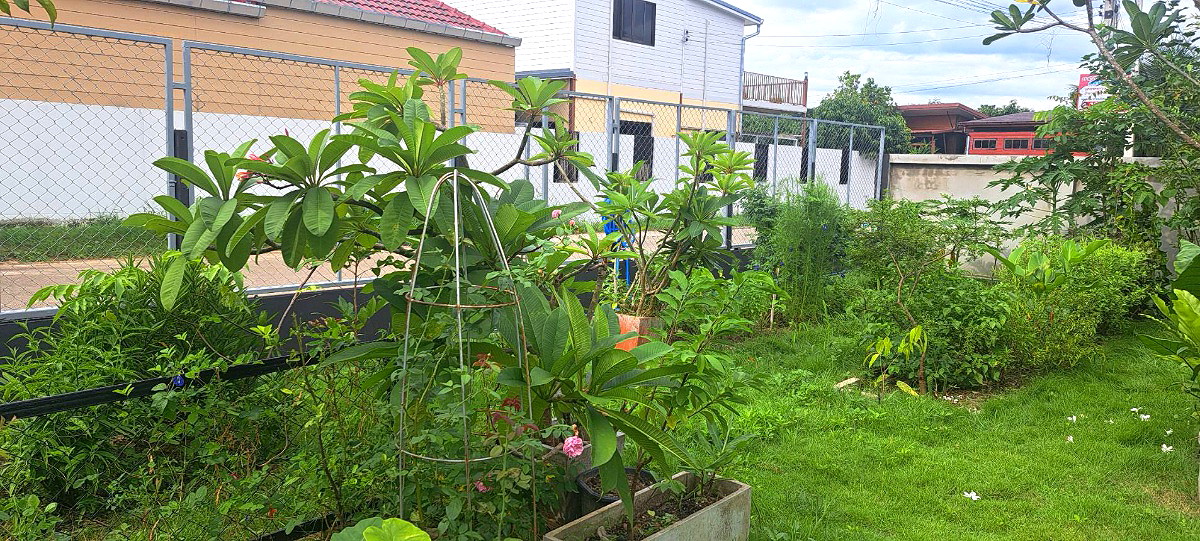 Pictures of thai organic 12/14