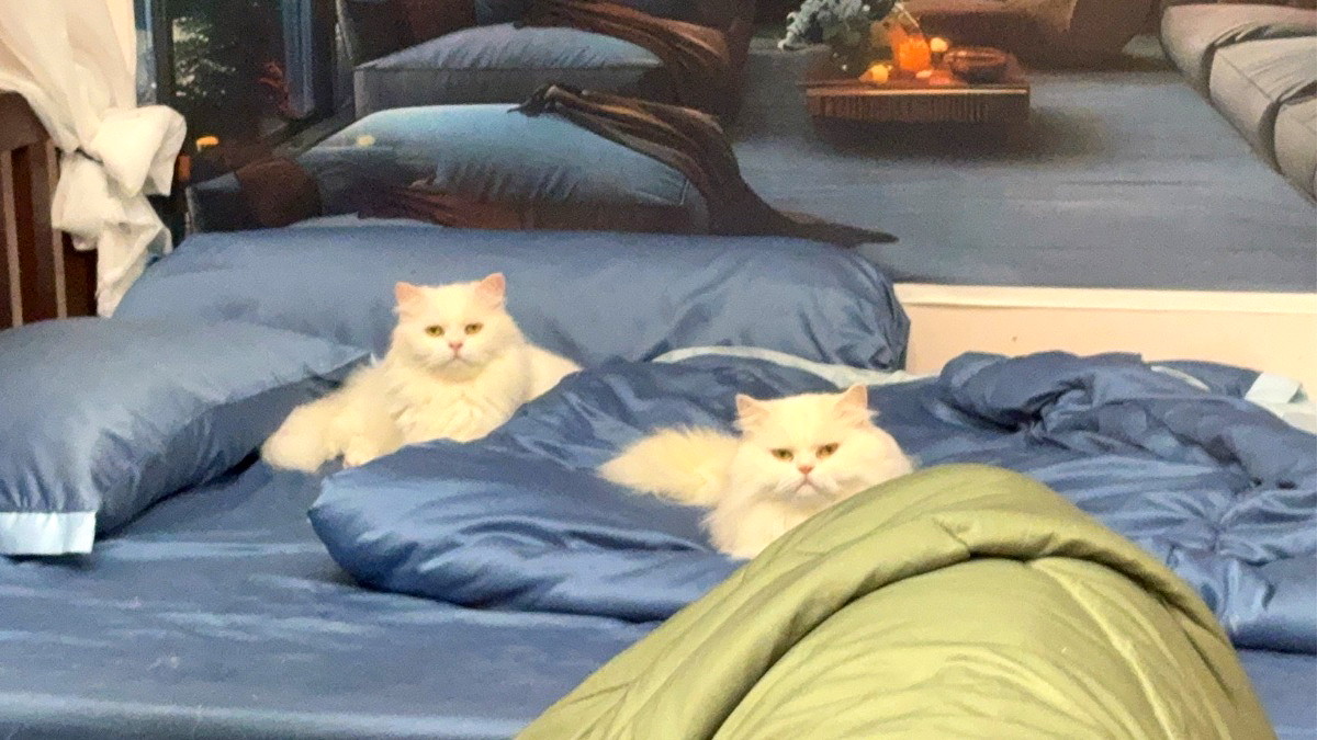 รูปภาพ ทัศน์ทรง เฮ้าส์ (Pet-Allowed dormitory) สัตว์เลี้ยงเข้าพักได้ | อพาร์ทเม้นท์ หอพัก ที่พัก ห้องพัก - รูปที่ 21/24