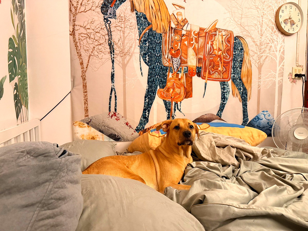 รูปภาพ ทัศน์ทรง เฮ้าส์ (Pet-Allowed dormitory) สัตว์เลี้ยงเข้าพักได้ | อพาร์ทเม้นท์ หอพัก ที่พัก ห้องพัก - รูปที่ 20/24