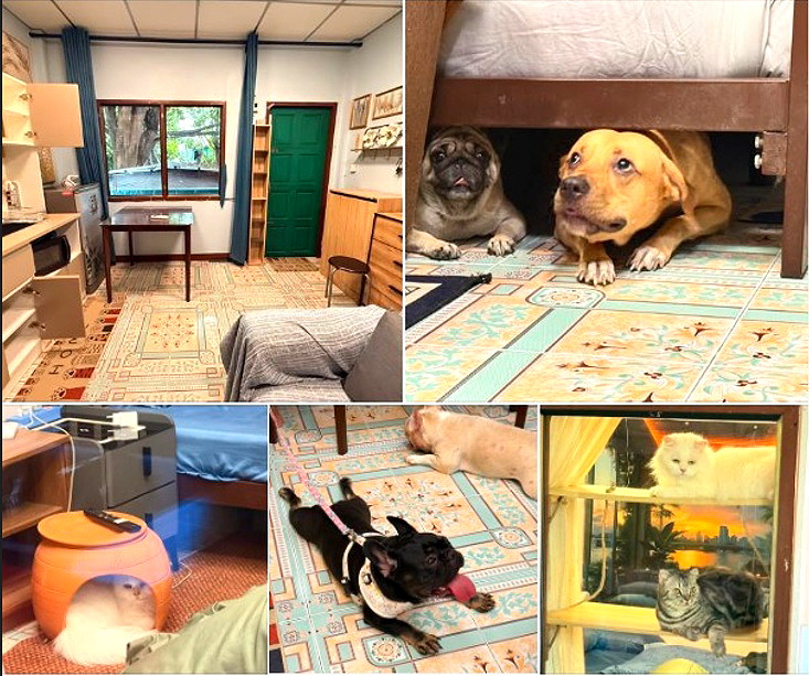 รูปภาพ ทัศน์ทรง เฮ้าส์ (Pet-Allowed dormitory) สัตว์เลี้ยงเข้าพักได้ | อพาร์ทเม้นท์ หอพัก ที่พัก ห้องพัก - รูปที่ 24/24