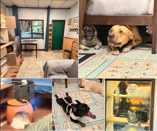 ทัศน์ทรง เฮ้าส์ (Pet-Allowed dormitory) สัตว์เลี้ยงเข้าพักได้ - Apartment for Rent