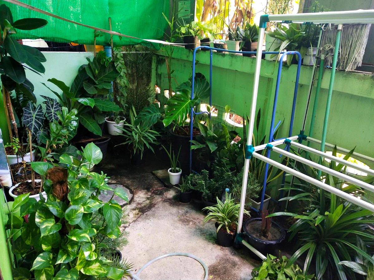 Pictures of Green house1 31/52