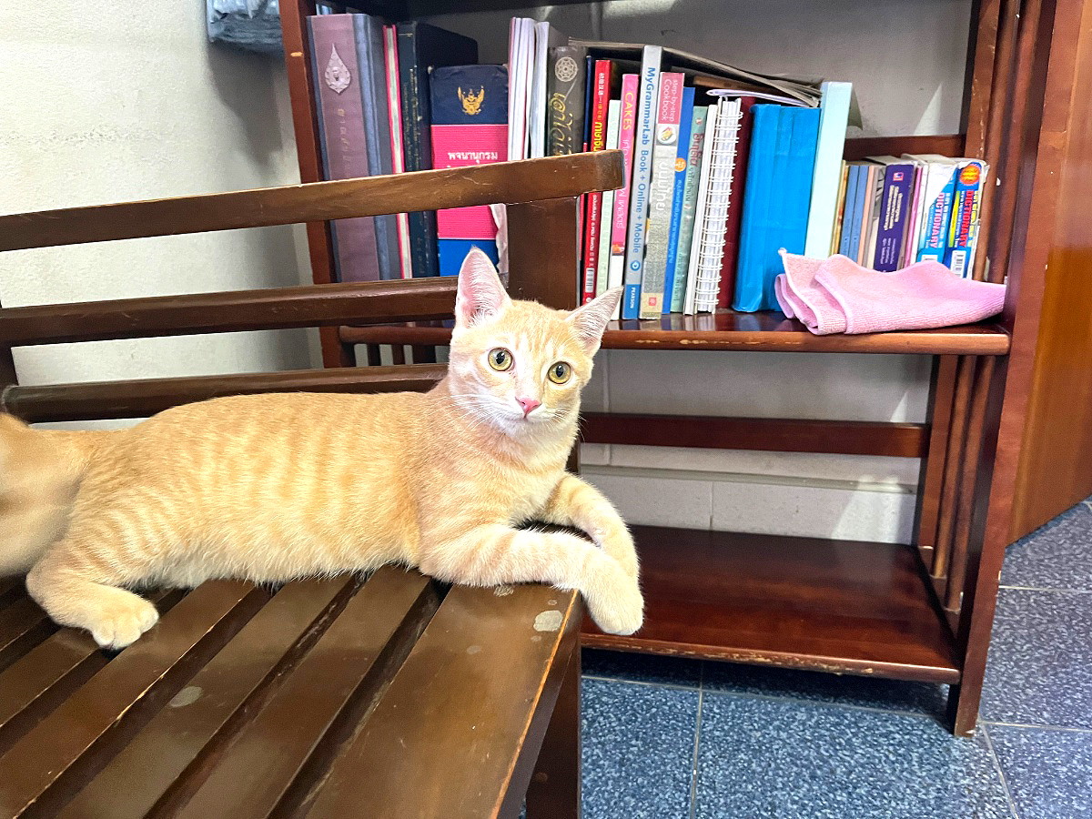 รูปภาพ ช่องเขาอพาร์ทเมนท์ (ใกล้ม.อ.หาดใหญ่) | อพาร์ทเม้นท์ หอพัก ที่พัก ห้องพัก - รูปที่ 38/39